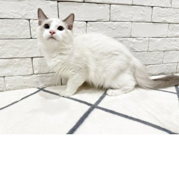 ラグドール【群馬県・男の子・2025年3月25日・ブルーポイントバイカラー】の写真「人懐こい男の子です💖」