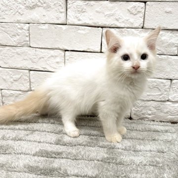 ラグドール【群馬県・男の子・2025年4月4日・クリームポイントバイカラー】の写真「可愛い男の子💕」