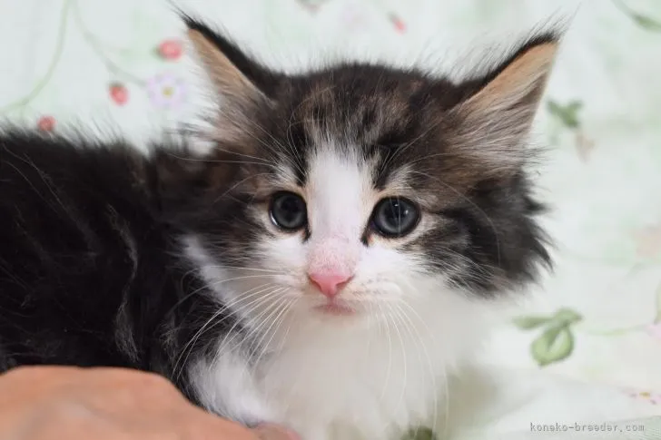 ID:2203-02467の子猫