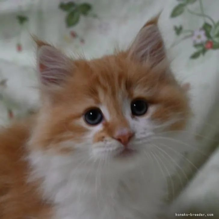 ID:2210-02659の子猫