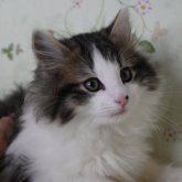 ノルウェージャンフォレストキャット