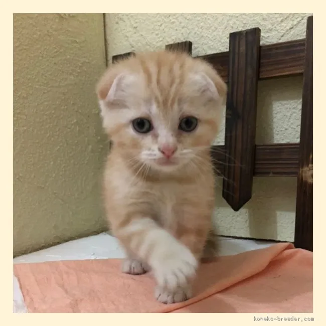 ID:2006-01333の子猫