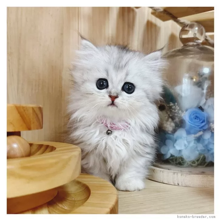 ID:2409-00780の子猫