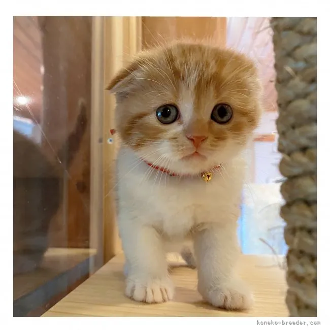 ID:2105-00070の子猫