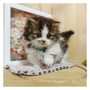 マンチカン(短足)【長野県・男の子・2024年9月19日・ブラウンタビー&ホワイト】の写真「イケメン🐱︎💕︎」