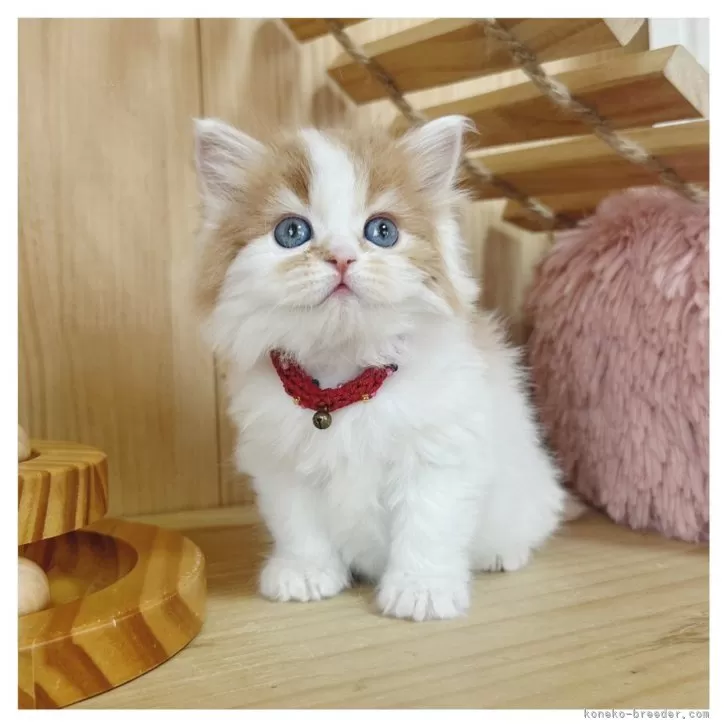 ID:2504-01866の子猫