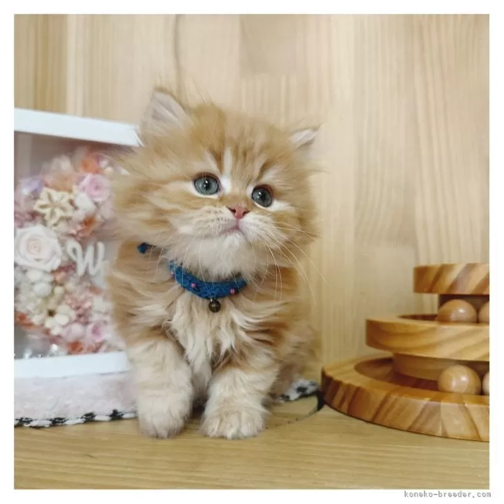 ID:2504-01741の子猫
