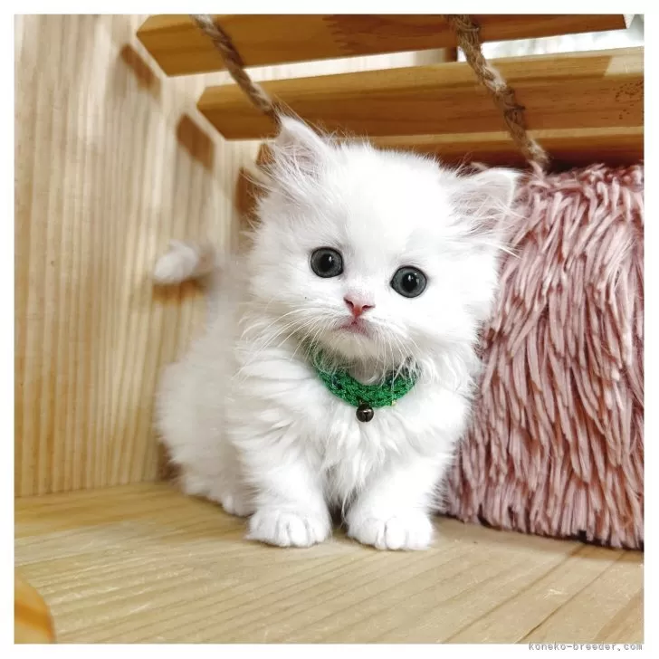 みい 様のお迎えした子猫