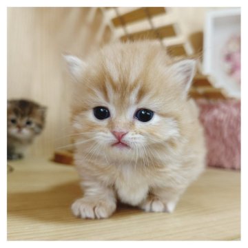 マンチカン(短足)【長野県・男の子・2025年3月13日・レッドタビー】の写真「可愛い男の子💛💛💛」