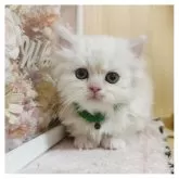 ミヌエット(短足)