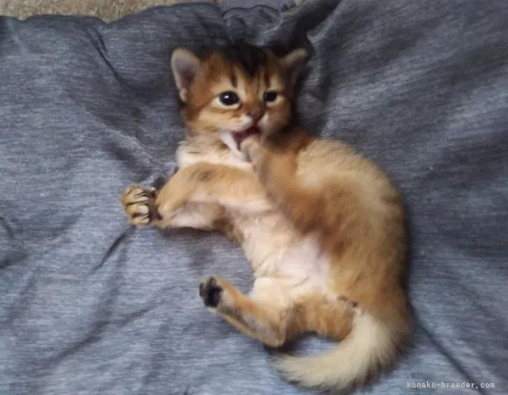 ID：2104-02137の子猫