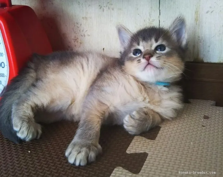 ID:2004-00269の子猫