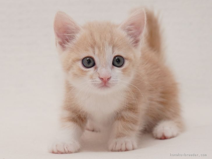 マンチカン 短足 東京都 男の子 21年11月13日 シナモンタビー ホワイト 可愛い男の子です みんなの子猫ブリーダー 子猫 Id 2112