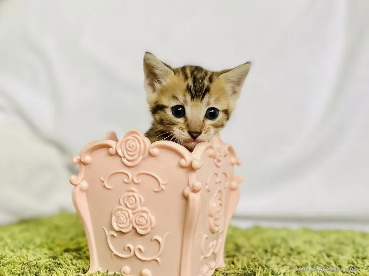 ID:2007-01287の子猫