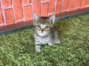 マンチカン(長足)【茨城県・男の子・2018年2月20日・ブラウンスポテッドタビー】の写真「✨可愛すぎる猫ちゃん✨ 🍀特別価格🍀」