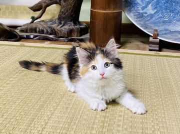 サイベリアン【茨城県・女の子・2021年5月7日・キャリコ】の写真「綺麗な三毛猫です💕甘えん坊で人懐っこい女の子✨」