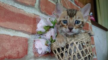 ベンガル【茨城県・男の子・2016年6月4日・ブラウンスポテッドタビー(ロゼット)】の写真「おとなしい優等生です！ｷﾘｯ」