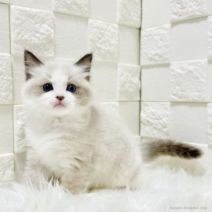 ID:2310-02632の子猫