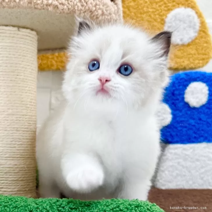H.T 様のお迎えした子猫