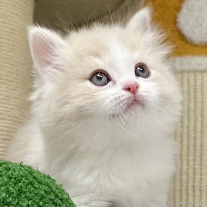 ID：2502-00208の子猫