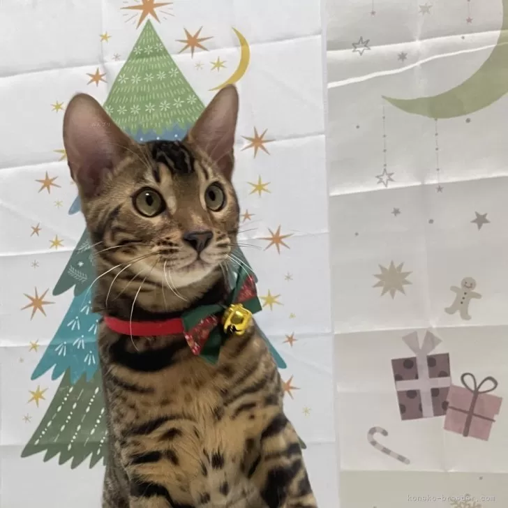ID:2308-00263の子猫