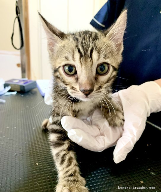 市川綾ブリーダーのブログ：ワクチン💉とマイクロチップ装置しました♪😸🍀💘