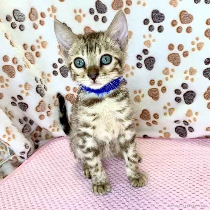 R.S 様のお迎えした子猫