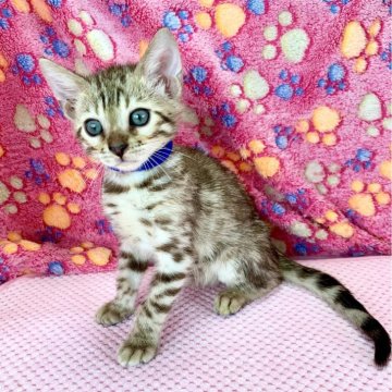 ロゼット模様のベンガルの子猫を探す｜ブリーダー直販の子猫販売【みんなの子猫ブリーダー】