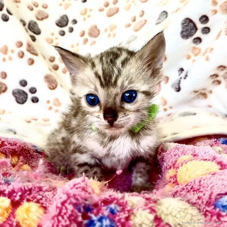 ID:2503-02988の子猫