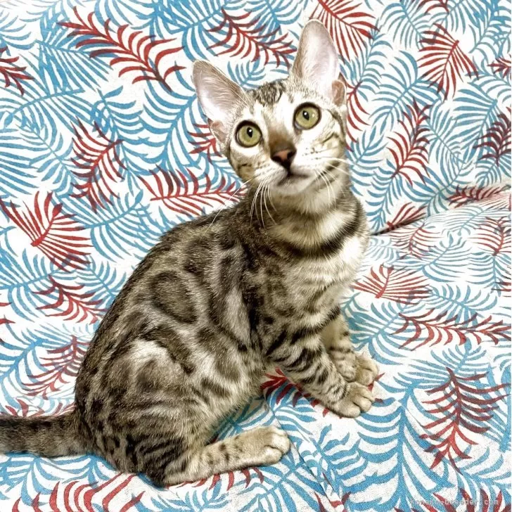 ID:2503-01658の子猫
