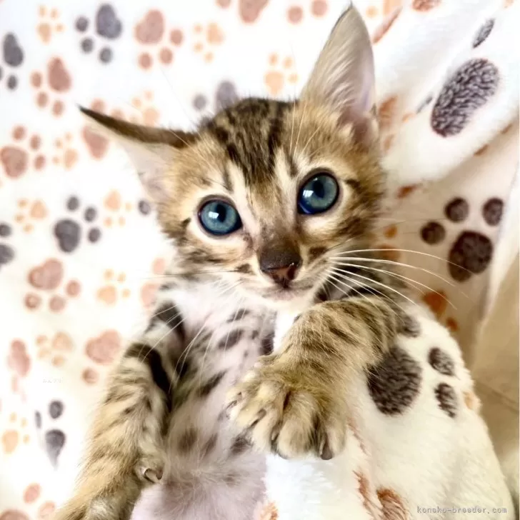 ID:2503-02990の子猫