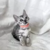 ベンガル