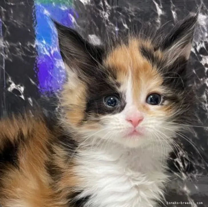 ID：2303-00361の子猫