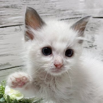 ラグドール【茨城県・男の子・2024年7月7日・ブルーポイントバイカラー】の写真「一生遊んであげるね🥺✨」