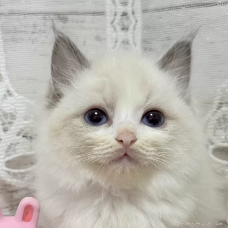 ID:2503-00630の子猫