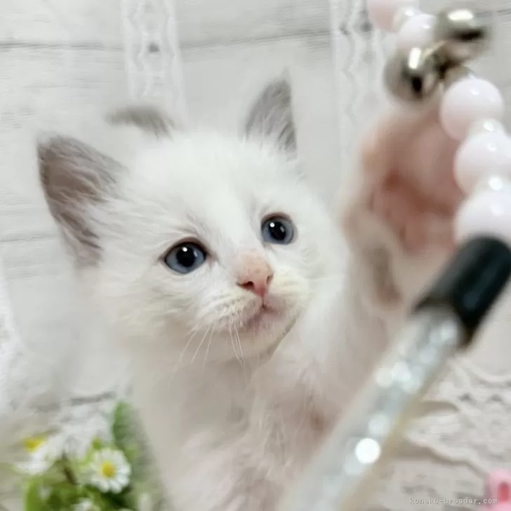 ID:2502-02407の子猫