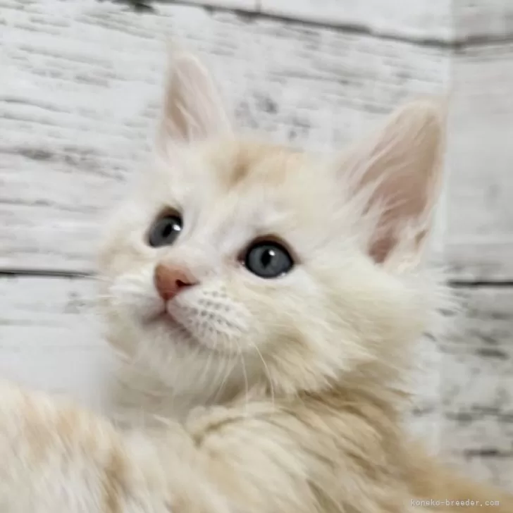 ID:2504-00430の子猫