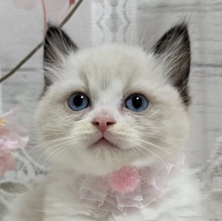 ID:2504-01689の子猫