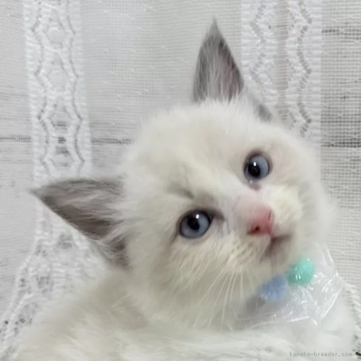 ID:2504-01794の子猫