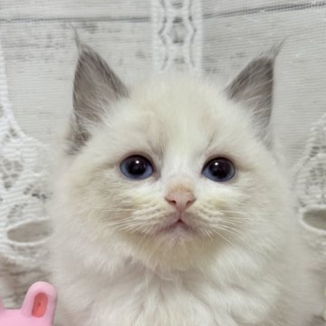 ラグドール【茨城県・男の子・2025年1月12日・ブルーポイントバイカラー】の写真「可愛いがあふれ出て眩しい🫣✨」