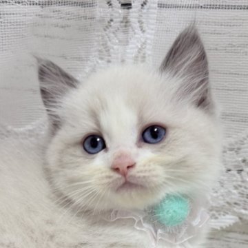 ラグドール【茨城県・男の子・2025年2月24日・ブルーポイントバイカラー】の写真「なんだこの可愛い生き物は🥺💕」