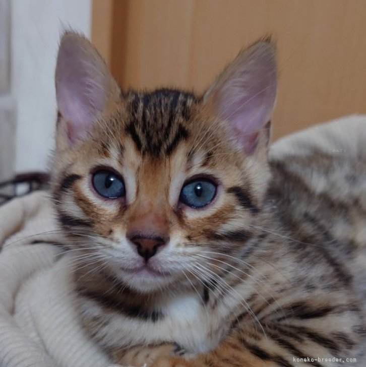 ごまむぎママ 様のお迎えした子猫