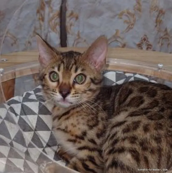 ID:2302-01377の子猫