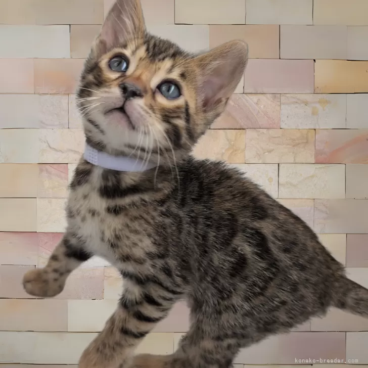 ID:2502-00372の子猫