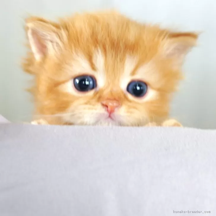 ID:2408-02292の子猫