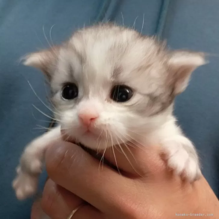 ID:2412-00763の子猫