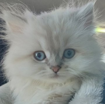 サイベリアン【福岡県・男の子・2025年2月10日・ブルーポイント】の写真「ネヴァマスカレード🐱ブルーアイズ」