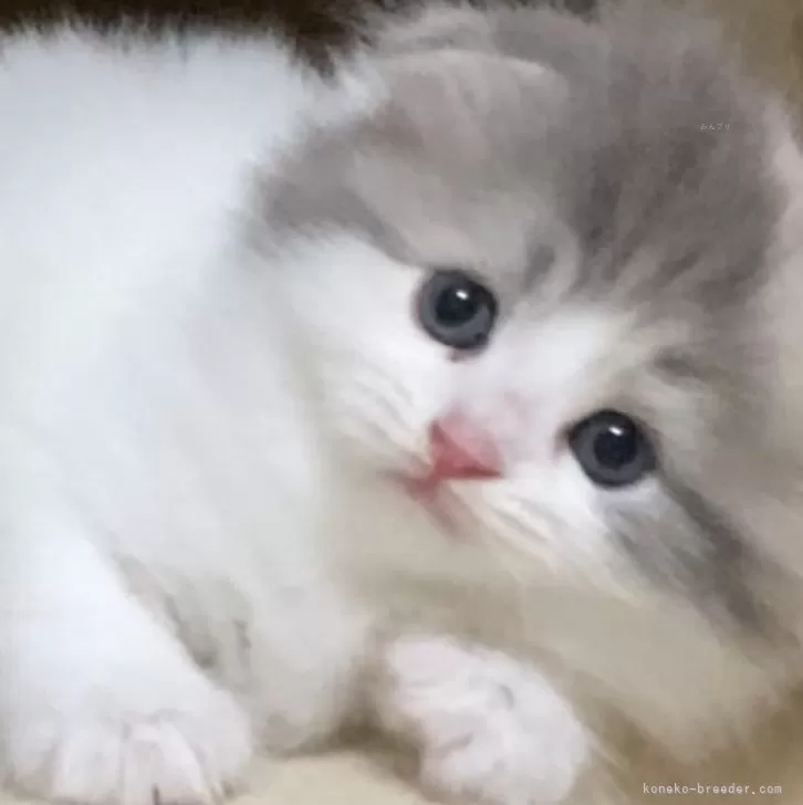 ID:2409-02047の子猫