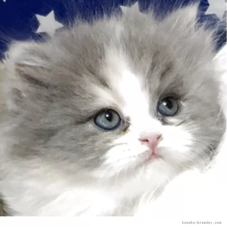 ID:2504-01455の子猫