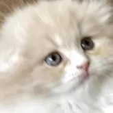 スコティッシュフォールド(折れ耳)